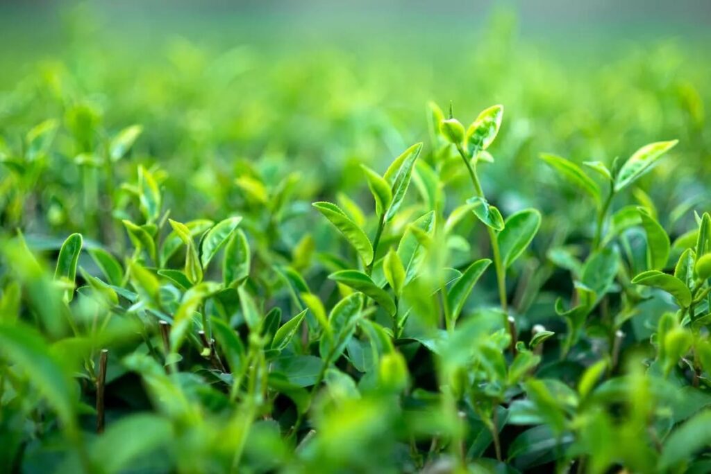 nguyên liệu trong quy trình sản xuất trà sữa đóng lon