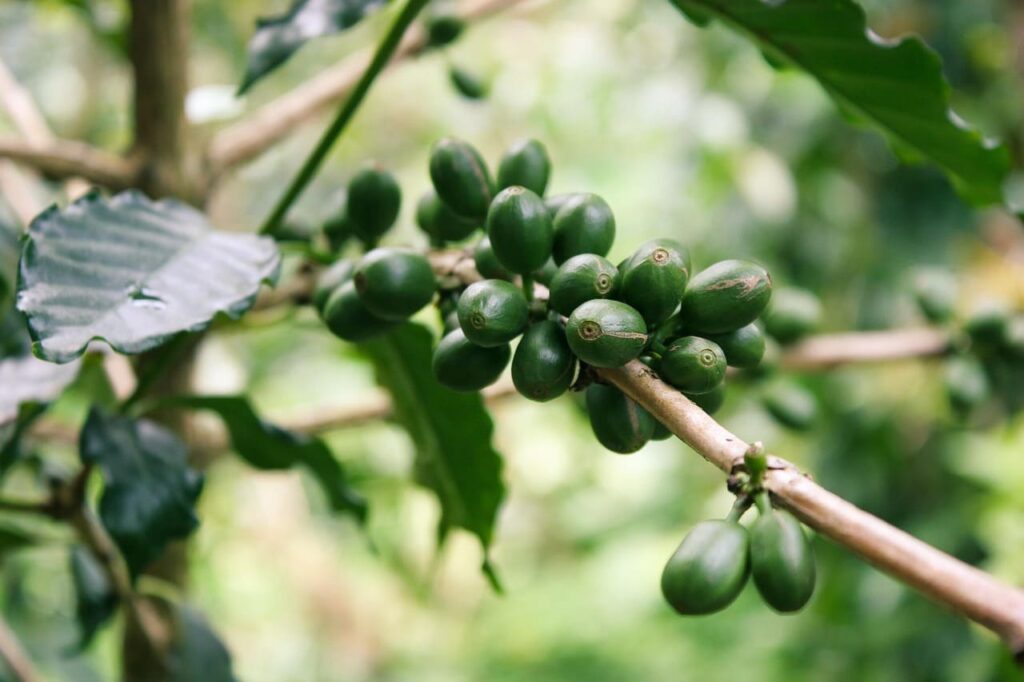 cà phê hữu cơ có tác dụng gì
