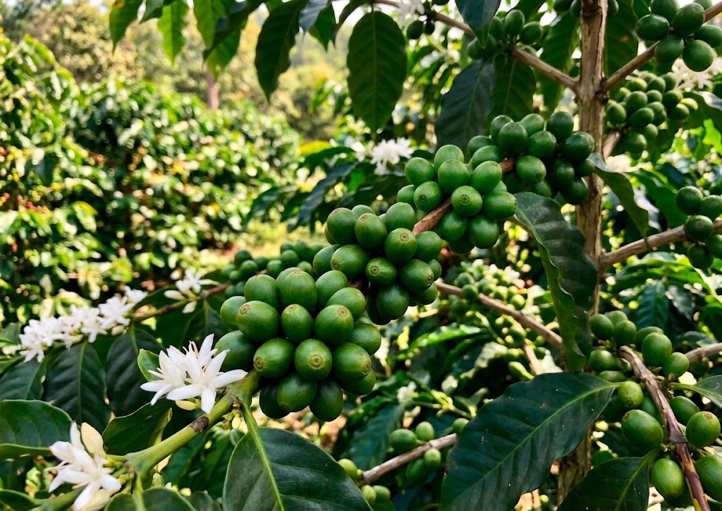 cà phê hữu cơ có tác dụng gì
