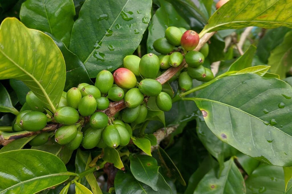 các loại cà phê ngon ở việt nam
