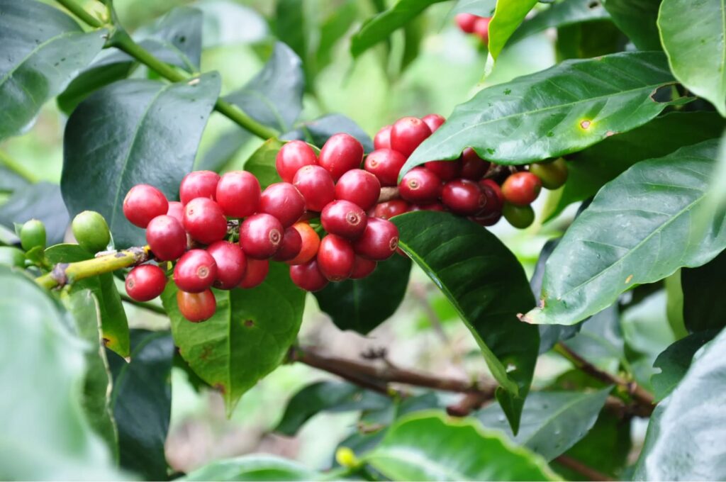 các loại cà phê nổi tiếng ở việt nam