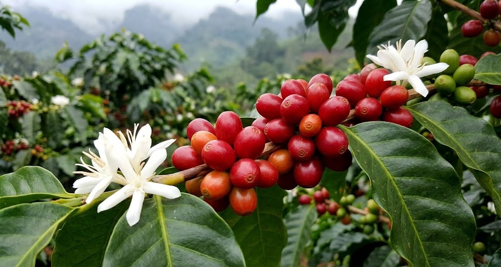 các loại cà phê nổi tiếng ở việt nam