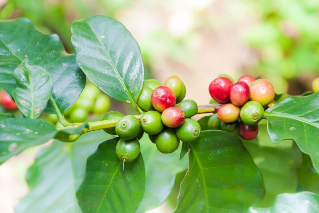 các loại cà phê việt nam