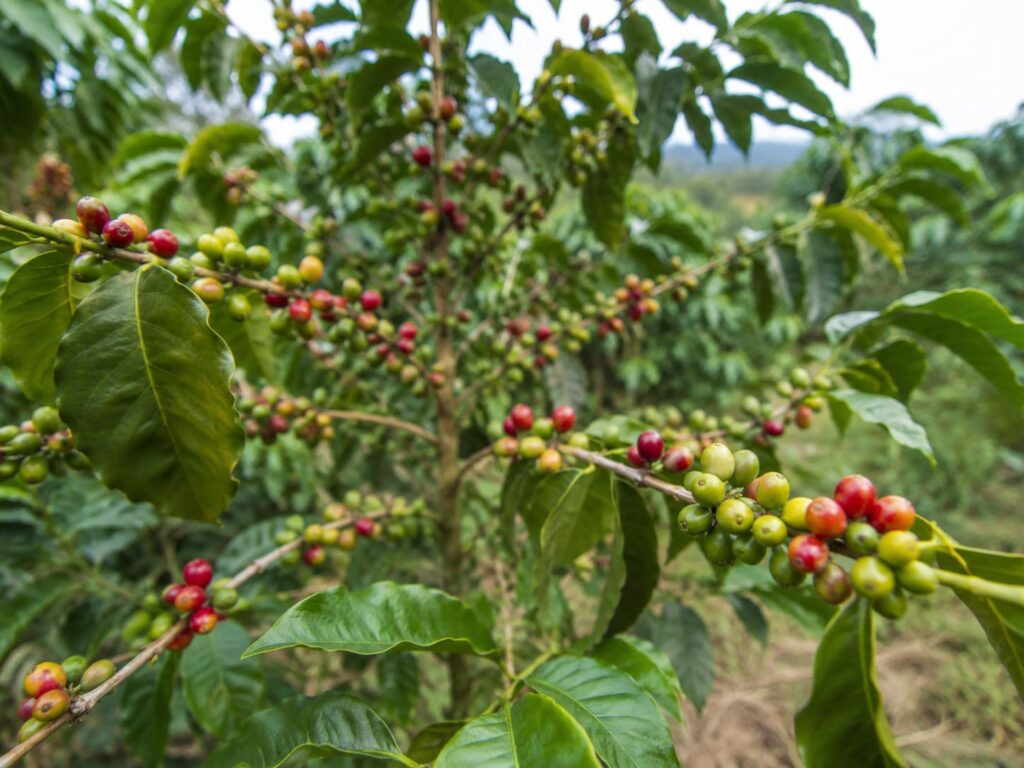 Cà phê Cherry là gì