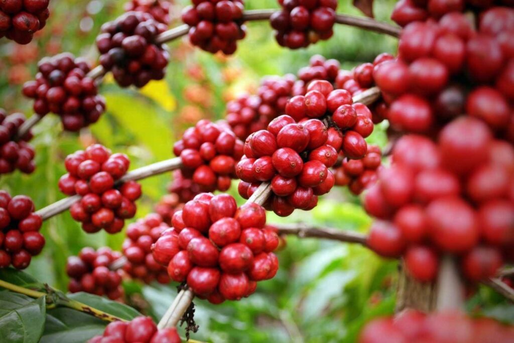 cà phê Robusta là gì