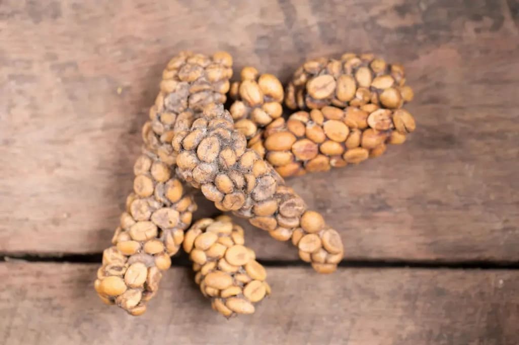 cà phê chồn ở việt nam