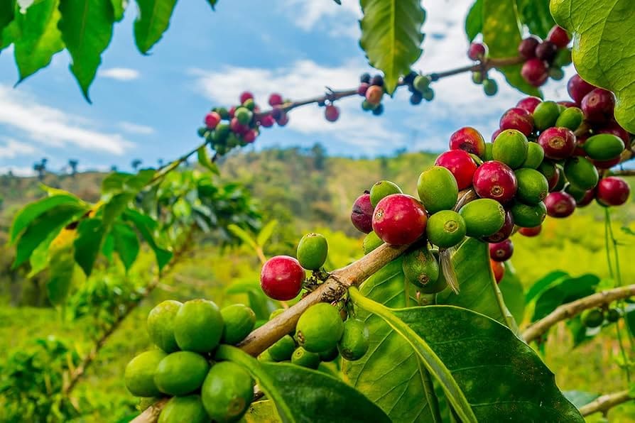các loại cà phê arabica