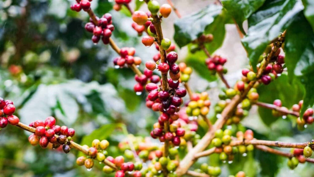 cafe arabica là gì