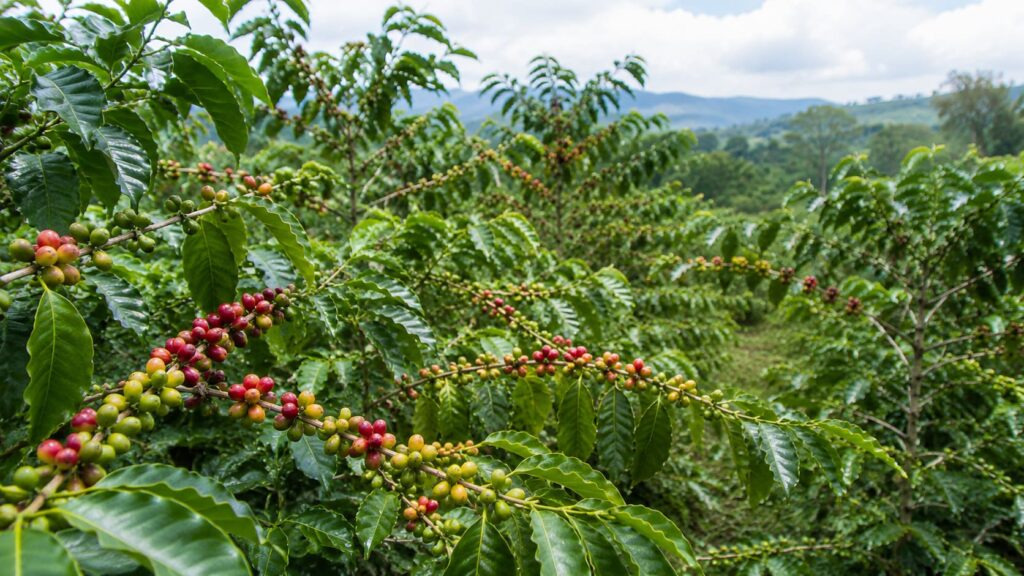 hạt cà phê cherry