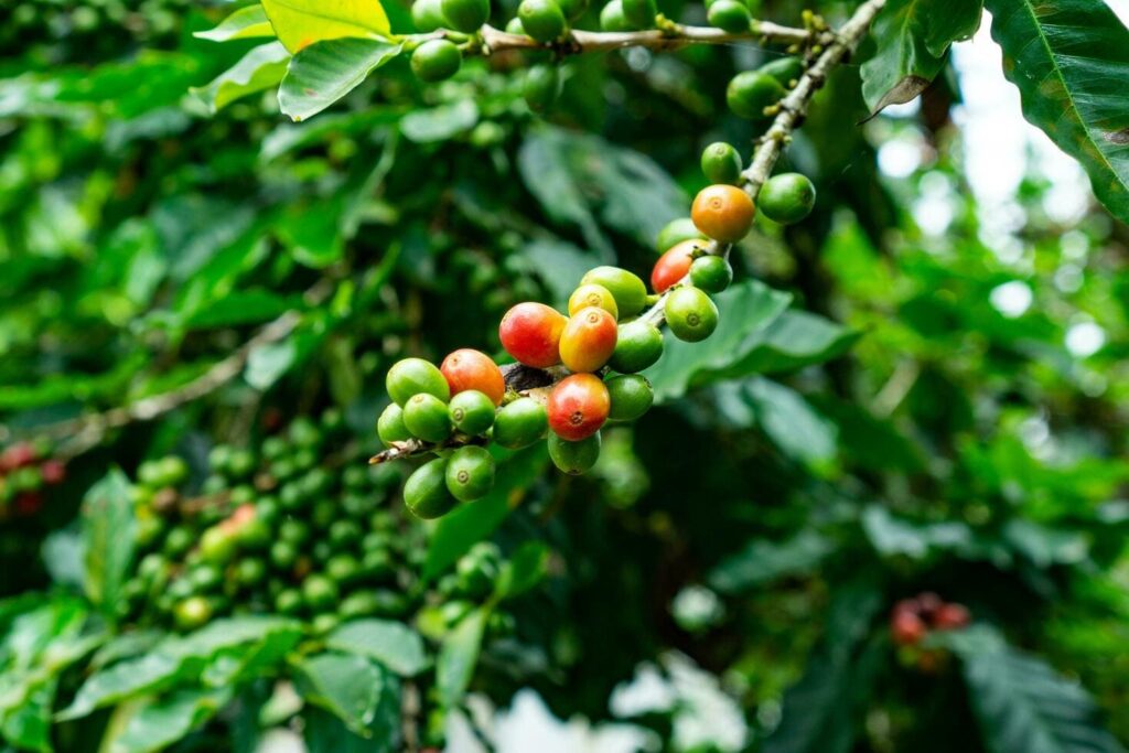 hạt cà phê cherry